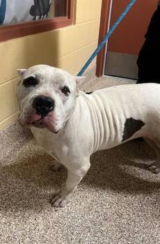 A1913873 -  Pit Bull Terrier and Mixed Breed Dog Available for Adoption in Blythe, California - A1913873 | PetCurious