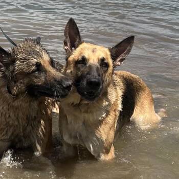 Casey -  German Shepherd Dog and Mixed Breed Dog for Adoption in Fort Collins, Colorado - Casey | PetCurious