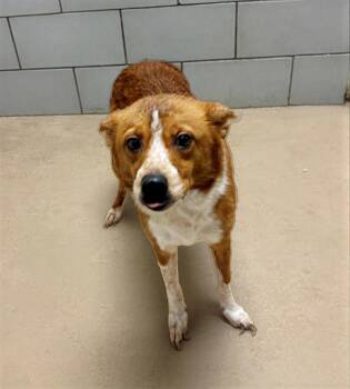 Mixed Breed Dogs Available for Adoption - Supernova | PetCurious