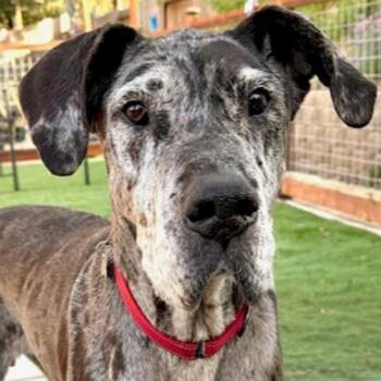 Great Dane Dogs Available for Adoption in Citrus Heights, California - Basil | PetCurious