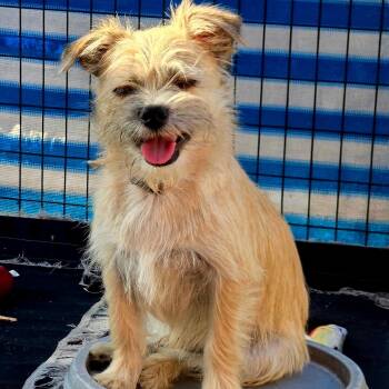 TOI -  Terrier Dog for Adoption in Fullerton, California - TOI | PetCurious