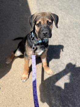 Shepherd Dogs Available for Adoption in Las Vegas, Nevada - Dudley Do Right | PetCurious