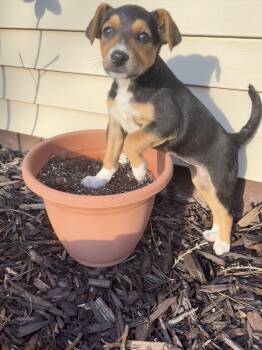 Beagle Dogs Available for Adoption in Union Grove, Wisconsin - Willow | PetCurious