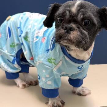 Lolo -  Shih Tzu Dog for Adoption in Galveston, Texas - Lolo | PetCurious