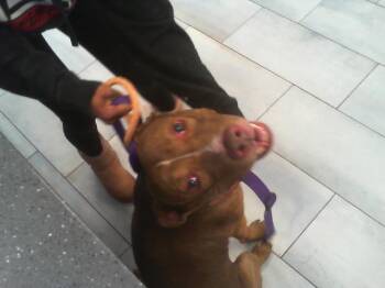 Pit Bull Terrier Dogs Available for Adoption - HERSHEY | PetCurious