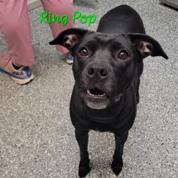 Pit Bull Terrier Dogs Available for Adoption in Parkersburg, West Virginia - Ring Pop | PetCurious