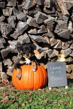 Rescue Mixed Breed Dogs for Adoption in Knoxville, Tennessee - Laugh-A-Lot-Bear | PetCurious