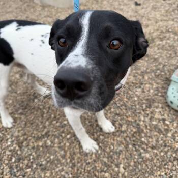 Mixed Breed Dogs Available for Adoption in Grinnell, Iowa - Barker | PetCurious