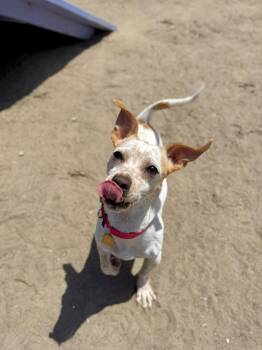 Bailey -  Corgi and Terrier Dog for Adoption in Seal Beach, California - Bailey | PetCurious