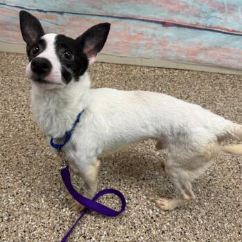 Mixed Breed Dogs Available for Adoption in Cheyenne, Wyoming - Needles | PetCurious