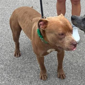 Shrimp -  Mixed Breed Dog for Adoption in Huntington, West Virginia - Shrimp | PetCurious