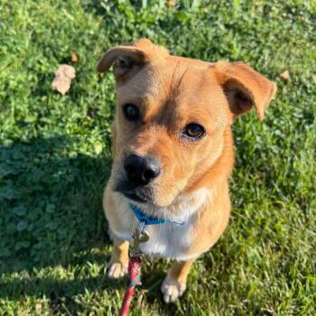 Cody -  Mixed Breed Dog for Adoption in Naperville, Illinois - Cody | PetCurious