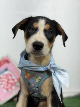Cheddar-One of our Amazing Rescue Dogs -  Bernese Mountain Dog and Foxhound Dog for Adoption in Carlsbad, California - Cheddar-One Of Our Amazing Rescue Dogs | PetCurious