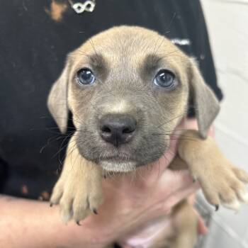 Rescue Terrier Dogs for Adoption in Clanton, Alabama - Vidia | PetCurious