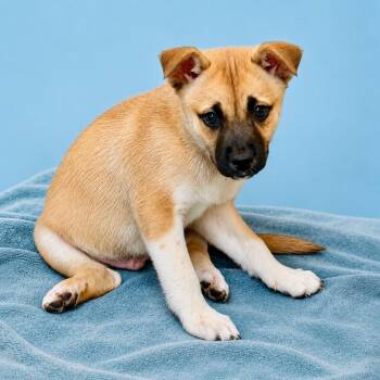 Bo -  Shepherd and Black Mouth Cur Dog for Adoption in St. Augustine, Florida - Bo | PetCurious