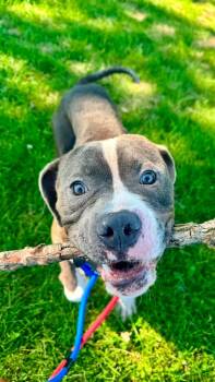 Cornflakes -  Pit Bull Terrier and American Bully Dog for Adoption in Steger, Illinois - Cornflakes | PetCurious
