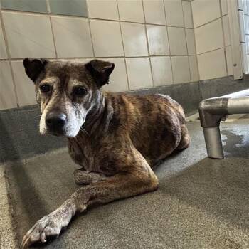 ERLINE -  Terrier Dog for Adoption in San Antonio, Texas - ERLINE | PetCurious