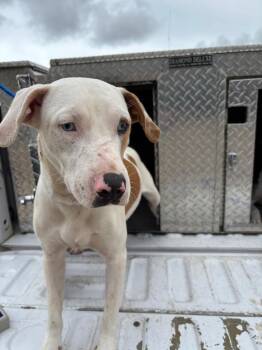 ANGEL*** -  Pit Bull Terrier and Mixed Breed Dog for Adoption in Belton, Texas - ANGEL*** | PetCurious