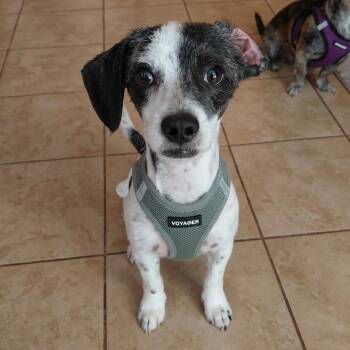 Wirehaired Terrier and Maltese Dogs Available for Adoption in San Diego, California - Buddy | PetCurious