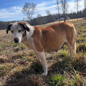 Spaniel and Hound Dogs Available for Adoption in Nashville, Tennessee - George Benson | PetCurious