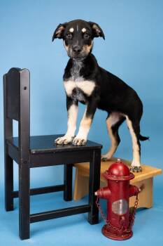 764-26 -  Shepherd Dog for Adoption in Brighton, Colorado - 764-26 | PetCurious