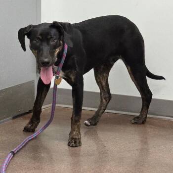 Coonhound Dogs Available for Adoption - Delilah | PetCurious