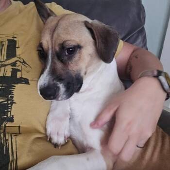 Prissy -  Beagle Dog for Adoption in Houston, Texas - Prissy | PetCurious