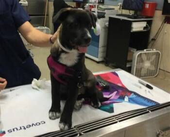 Labrador Retriever and Mixed Breed Dogs Available for Adoption in Riverside, California - RUMI | PetCurious