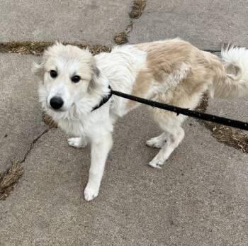 Rescue Great Pyrenees Dogs for Adoption in Fremont, Nebraska - AC Majora (Holly) | PetCurious