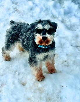 Miniature Schnauzer Dogs Available for Adoption - Sadie | PetCurious