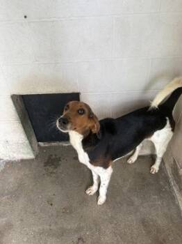 Wesley -  Hound Dog for Adoption in Georgetown, South Carolina - Wesley | PetCurious