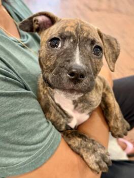 Tommy -  Pit Bull Terrier and American Bully Dog for Adoption in Willingboro, New Jersey - Tommy | PetCurious