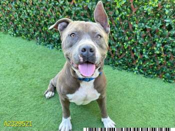 Mixed Breed Dogs Available for Adoption - BOBBY | PetCurious