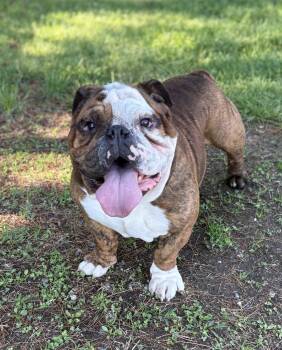 American Bulldog Dogs Available for Adoption in Hazlet, New Jersey - Knuckle | PetCurious