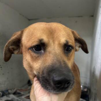 Kiko -  Mixed Breed Dog for Adoption in Guaynabo, Guaynabo - Kiko | PetCurious