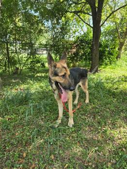 German Shepherd Dog Dogs Available for Adoption in Greeneville, Tennessee - Butler | PetCurious