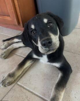 Finn -  Labrador Retriever and German Shepherd Dog Dog for Adoption in Pleasant Hill, California - Finn | PetCurious