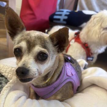 Chappell 14173 -  Chihuahua Dog for Adoption in San Francisco, California - Chappell 14173 | PetCurious