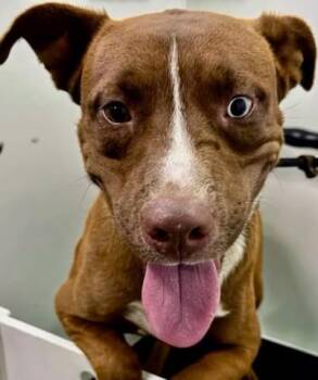 Rescue Pit Bull Terrier Dogs for Adoption in Thousand Oaks, California - Greg - URGENT! | PetCurious