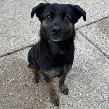 Mixed Breed Dogs Available for Adoption - Shawnee | PetCurious