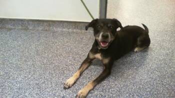 A1266767 -  Labrador Retriever and Mixed Breed Dog for Adoption in Charlotte, North Carolina - A1266767 | PetCurious