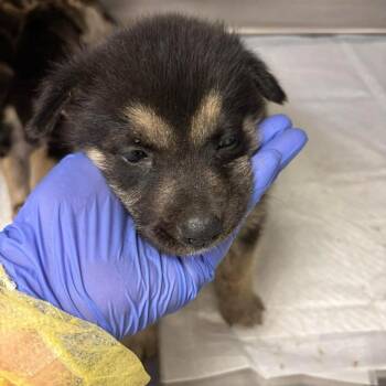 Husky and Shepherd Dogs Available for Adoption in Bastrop, Texas - Hershey 26-05-122 | PetCurious