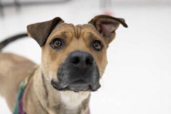 Pit Bull Terrier and Mixed Breed Dogs Available for Adoption - Almond Joy | PetCurious
