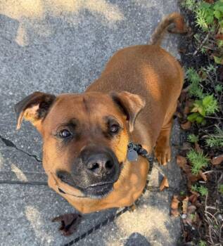 GUS -  Pit Bull Terrier and Corgi Dog for Adoption in Holbrook, New York - GUS | PetCurious