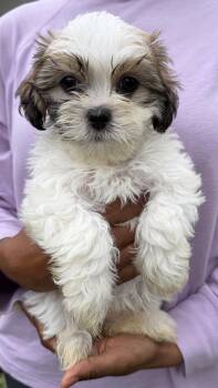 Spumoni -  Shih Tzu Dog for Adoption in Beaverton, Oregon - Spumoni | PetCurious