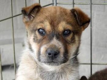 Cattle Dog Dogs Available for Adoption in Butte, Montana - Shorty | PetCurious