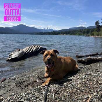 Mastiff Dogs Available for Adoption in Vancouver, British Columbia - Zeus | PetCurious