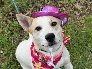 Harper Happy -  Cattle Dog Dog for Adoption in Andover, Massachusetts - Harper Happy | PetCurious