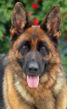 German Shepherd Dog Dogs Available for Adoption in Los Angeles, California - *Vienna Von Vierden | PetCurious