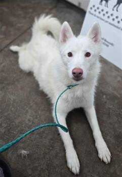 Mixed Breed Dogs Available for Adoption in Dallas, Texas - BABY DOLL | PetCurious